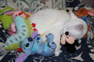 Kimba Napping With Mickey Mouse